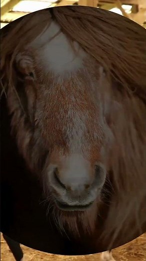What you didn't know about horses 😱 | Strength, grace and intelligence!