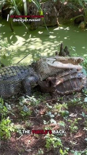 Snapping Turtle Fights Back! Bites Alligator in Wild Standoff!