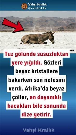 AFRİKA YABAN EŞEĞİNİN TUZLU YOLU