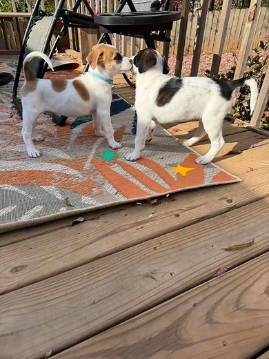 Spice and Boo up for adoption along with Cranberry, Patch and Pumpkin! | Amy’s Angels Dog Rescue