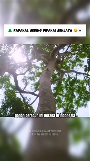 The Upas Tree That Struck Fear into European Colonizers 😆 #shorts #denssop #plants