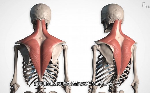 【艺用人体解剖】Proko（全集中字）3-6.1:上背部肌肉-解剖与运动