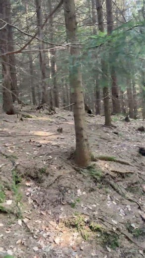 Forrest Vibes 4K #4k #ambience #asmr