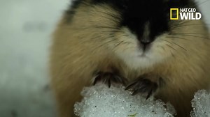 Les lemmings sont de petits rongeurs méconnus vivant dans les zones polaires, se tenant au chaud sous un manteau neigeux. | Nat Geo Wild France
