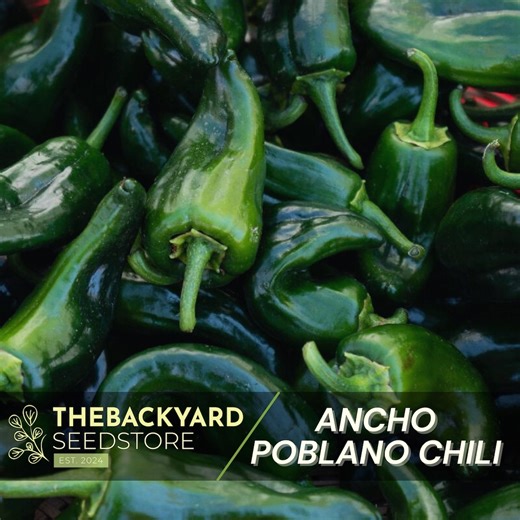 Poblano Ancho Chilie, Mexican Hot Chili Pepper for Cooking, Non-gmo, Garden Seeds - Etsy