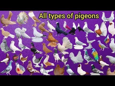 100 pigeon breeds with pigeon names and details | types of pigeons