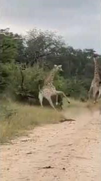 Brave Baby Giraffe Karate Kicks Lion