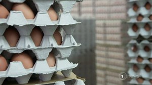 17K views · 166 reactions | After receiving 15,000 eggs instead of...