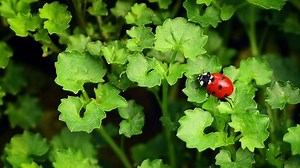 Ladybug Ladybird Coccinellidae Walking On Green Stock Footage Video (100% Royalty-free) 3451818265 | Shutterstock