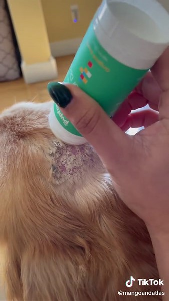 Adorable Dancing Golden Retriever Update: Neo-Predef Powder Application for Dogs