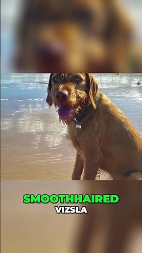 Wirehaired vs Smooth Vizsla: What’s the Difference?