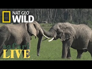 Safari Live - Day 75 | Nat Geo WILD