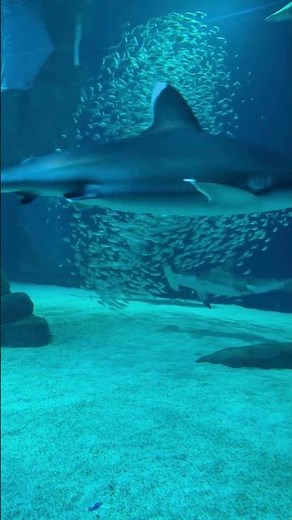 Georgia Aquarium's Newest Exhibit Sharks! Predators of the Deep! See Predatory Sharks Up Close!