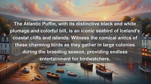 Top 10 native birds in Iceland