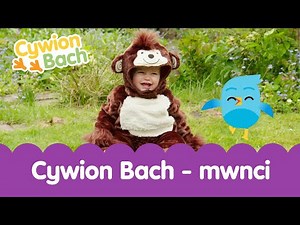Cywion Bach - Mwnci 🐵 | Welsh Toddler - Learn First Welsh Words Monkey 🐒