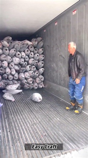The Process of Emptying a Frozen Fish Transport Truck