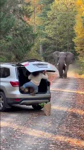 I Felt the Ground Shift! Elephant Charged at Me! 😱 #elephant #animals #shorts