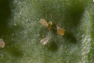 Swirskii Predatory Mite Not All That Demanding | Koppert US