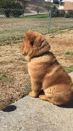 12 week Chow puppy first bark