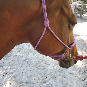 Sliding Ring Horse Halter: Knotted Handcrafted Custom Fit Rope Liberty Natural Horsemanship Training Tack - Etsy