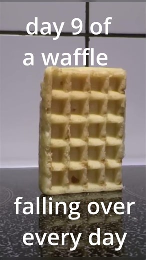 waffle falling over day 9 #waffle #funny #fall