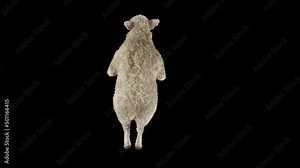 Sheep Dancing, Animal, 3d rendering, Animation Loop, cartoon, included in the end of the clip with Alpha matte.