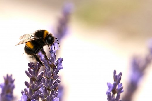 9 Bumblebee Spiritual Meanings & Spirit Animal Symbolism