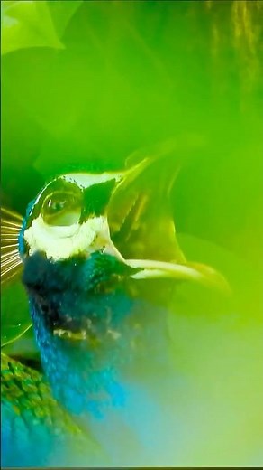 "9 Rare Peacock Calling Postures You’ve Never Seen Before! 🦚"#shorts