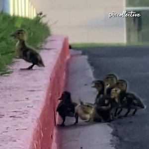 These resilient ducklings learned a valuable lesson today! Never give up! 🦆💖 | The Pet Collective