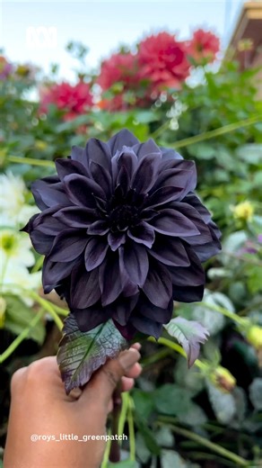 15K views · 986 reactions | A black dahlia?  Not quite! This is...