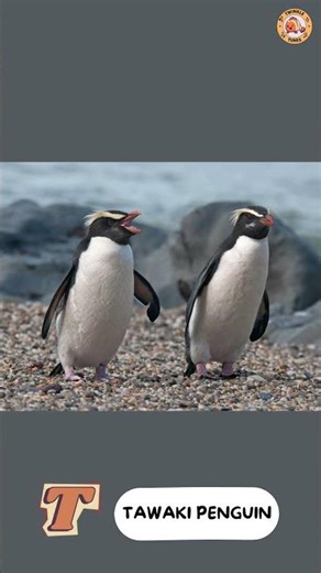 ABC Penguin Alphabet Song - Part 4: P to Z - #singing & #learning #abcd together