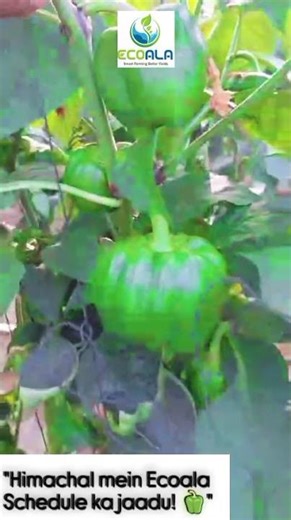 How to get 11-Month Long Production in Capsicum? Sabir Mohammad's Success Story