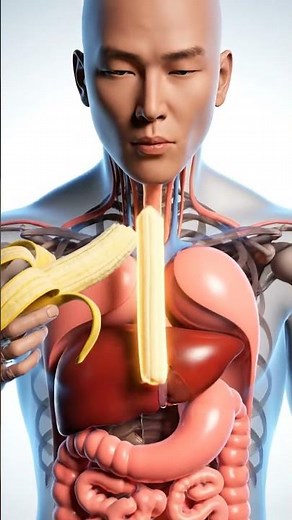 What Happens Inside Your Body? 😱 (3D Animation)