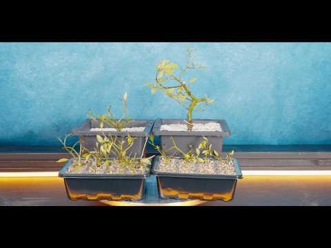 Gardenia bonsai root rot and cuttings