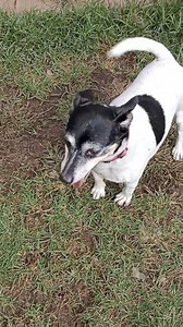 "SHADOW"- ADOPTED!! Rehoming no R251000050 Shadow is a smooth coat tri colour female aged 6-8yrs. She has come to us as sadly her elderly owner passed away and is now looking for a loving new home. As she came from a pound prior to that we aren't exactly certain of her age. She is marked as 6yrs old but it's possible she is older than that. Shadow is a happy and easy going girl who is used to living indoors and seemed to enjoy meeting other dogs through the fencing. She loves a lap to sit on and