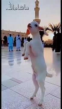 Bakri ka baccha Allah ka naam le raha hai