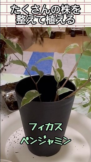 🌱ベンジャミンのまとめ植え #観葉植物初心者 #フィカス #ベンジャミン #スターライト #鉢植え #植え替え #カインズ #決める #植え方
