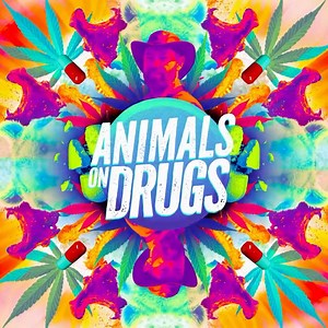 Meth gators, boozy bears, and cocaine hippos. Nature’s gone off the rails. 🐊🐻🦛 Catch the limited series #AnimalsOnDrugs with Forrest Galante Monday, July 28 on Discovery. | Discovery