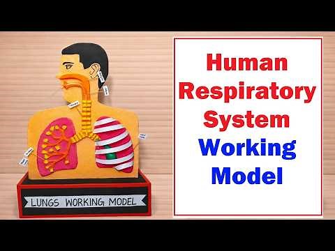 human respiratory working model(lungs) 3d for science exhibition - diy - howtofunda -biology project