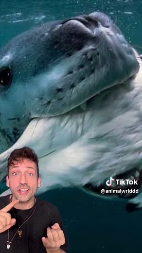 Leopard Seals: The Second Most Dangerous Seal Explained