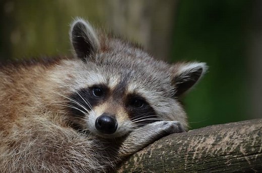9 Spiritual Meanings of a Raccoon in Your Path: Good Luck?