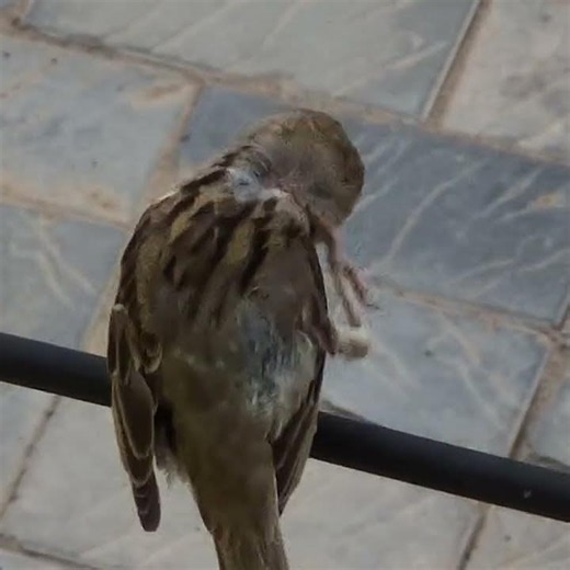 A little bird resting on a wire, itching body and sharpening beak,with their little legs