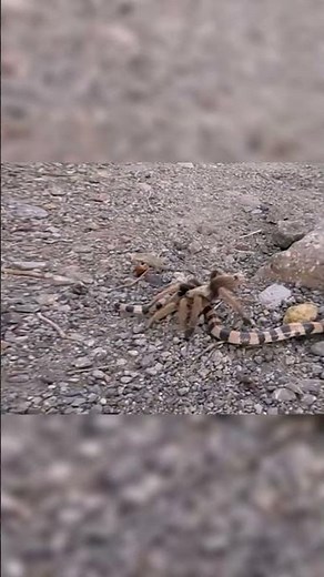 Giant Tarantula vs Deadly Snake 😱