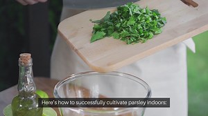 How To Grow Parsley Indoors