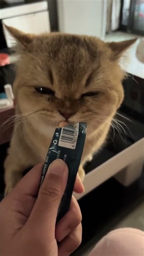 cat eating my chocolate 😍😂 #trending #cuteanimals #fyp #viral #cat