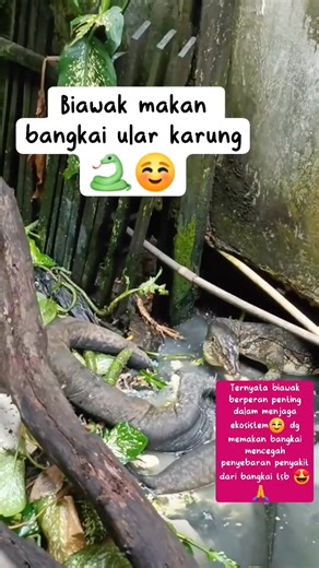 Selain memangsa ular & tikus/tikus got, biawak juga gemar memangsa bangkai hewan yg bisa menimbulkan bakteri‼️ 📽 : anarooster7 #ular #biawak #reptile | Robby Nm