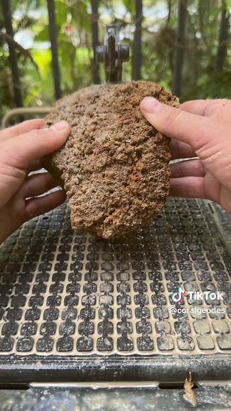 Exploring an Enormous Coral Head from an Ancient Reef