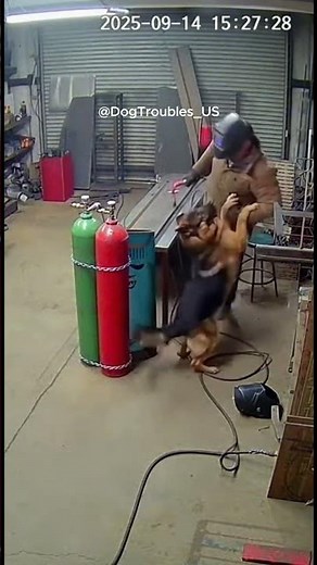 German Shepherd drags owner away from gas explosion