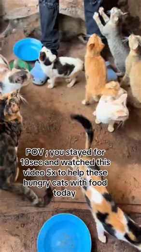 A hungry cat looks at you with eyes full of hope. A sick cat waits silently for someone to notice their pain. I see them daily, and it breaks me. I want to do more, but I can’t without your support. Your donation will put food into their bowls and give them treatment at the vet. Together, we can save them from slow suffering and give them the chance to live in peace and love. Please, if you feel touched, help me today. These cats don’t have a voice, but we can be their voice. 🐱❤️ | Muzibira Mos