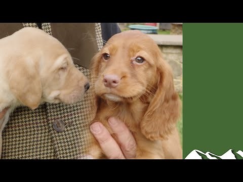 Cocker, springer or labrador puppy? Which is it to be…